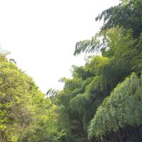 筍(たけのこ),初心者,２０２０年５月同期,能登半島の復興を願いますの画像