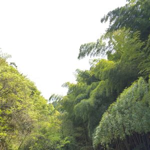 筍(たけのこ),初心者,２０２０年５月同期,能登半島の復興を願いますの画像