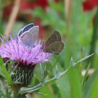 アザミ,アザミ,ツツジ, ベニシジミ,ヤマトシジミ♂の画像