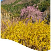 ヤマブキ,レンギョウ,ワイヤープランツ,ミノムシ,いつもありがとう♡の画像