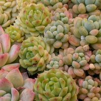 多肉植物,葉挿し,多肉寄せ植え,実生苗,葉挿しっ子の画像