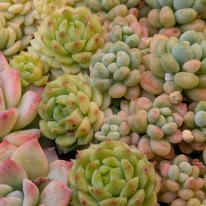 多肉植物,葉挿し,多肉寄せ植え,実生苗,葉挿しっ子の画像