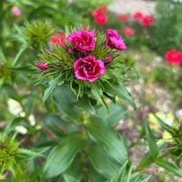 ナデシコ,地植え,花壇,ガーデニング,種から育てる！の画像