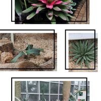 アロエ,奇想天外,アナナス ネオレゲリア,アガべ,栃木花センターの画像