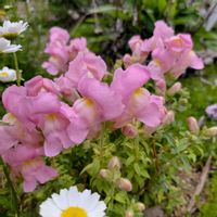 金魚草,金魚草,地植え,花のある暮らし,冬越しの画像