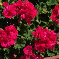 ゼラニウム,ゼラニウム,ツツジ,ツツジ,ヒペリカムの画像