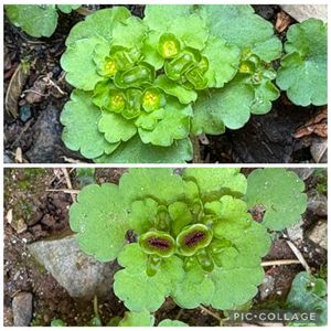 ネコノメソウ,かわいい雑草,花のある暮らし,遊びゴコロ,チーム愛知の画像