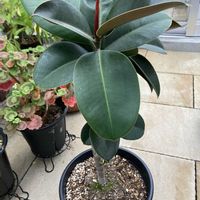 ゴムの木,フィカス ソフィア,フィカス属の画像