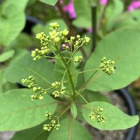 スモークツリー,庭の画像