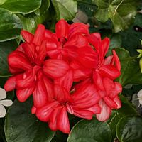 アイビーゼラニウム,アイビーゼラニウム,アイビーゼラニウム,ナデシコ,ナデシコの画像