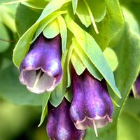 シャクヤク,セリンセマヨール,ハナビシソウ,ムラサキハナナ,ヤグルマギクの画像