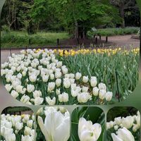 ジャーマンアイリス,チューリップ,ボタン,ボリジ,エキウム・カンディカンスの画像