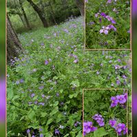 オオアラセイトウ,オステオスペルマム,桂の木,シラ―・カンパニュラ―タ,フェアリーマグノリアの画像