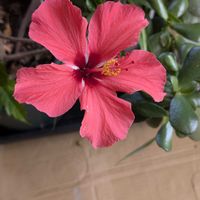 ハイビスカス,ハイビスカス アカバナー,アカバナー．,東京,花のある暮らしの画像