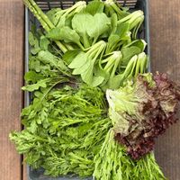 ルッコラ,アスパラ,水菜,春菊,ズッキーニの画像