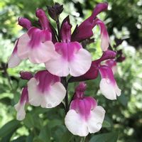 サルビア,サルビアミラージュ,サルビアミラージュローズバイカラーの画像