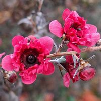 ギョリュウバイ,ギョリュウバイ　スカーレットドレス,ギョリュウバイ　スカーレットドレス,札幌百合が原公園大温室,百合が原公園の画像