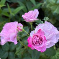 オダマキ,朧月,いちご,ウスギモクセイの実,ミニバラ  乙女心の画像