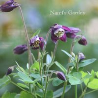 オダマキ,スカビオサ,nami's gardenのオダマキ,小さな庭,庭の画像