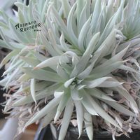 ダドレア,タニラー,ダドレア属,その他部屋の画像