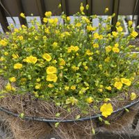 メカルドニア,メカルドニア  ゴールドダスト,多年草,ハンギングバスケット,熊本の画像