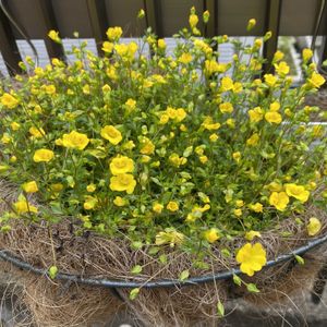 メカルドニア,メカルドニア  ゴールドダスト,多年草,ハンギングバスケット,熊本の画像