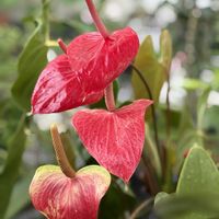アンスリウム,花のある暮らし,沖縄,おうち園芸,真っ赤な火曜日の画像
