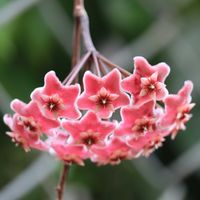 ホヤ・カルノーサ,つる性植物,花のある暮らし,沖縄,おうち園芸の画像