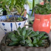 アロマティカス,ハオルチア,多肉植物,多肉女子,多様性を愛する会の画像