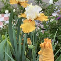 ジャーマンアイリス,ジャーマンアイリス,タイム,ボタン,ワイヤープランツの画像