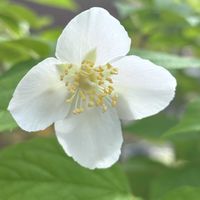 バイカウツギ,スマホ,小さな庭の画像