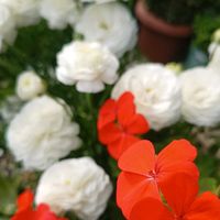 カランコエ,カランコエ,ゼラニウム,ゼラニウム,ラナンキュラスの画像