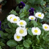 デージー,ビオラ,デイジー,メゾンドビオラ,メゾンドビオラ　ゴシックロリータの画像