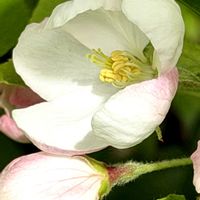 ヒメリンゴ,クラブアップル(ヒメリンゴ),四日月,癒し,姫リンゴの花の画像