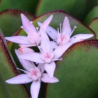 花月,金のなる木,クラッスラ属,うちの個の画像