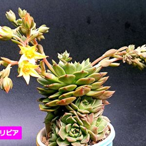 オリビア,ダイソー,エケベリア属,グラプトベリア属,植物男子ベランダーの画像