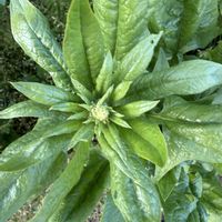 ほうれん草の画像