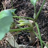 馬酔木(アセビ）,木瓜(ボケ)白,花韮（はなにら）,武蔵鐙（ムサシアブミ）の画像