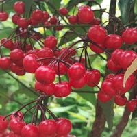 マンリョウ,万両,ガーデニング,ネコ好き,実家の庭の画像