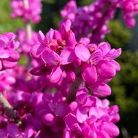 ハナズオウ,カキドオシ,山野草,多年草,落葉小高木の画像