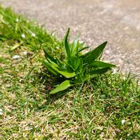 ネジバナ,ネジバナ,ネジバナ,ガーデニング,ボタニカルライフの画像