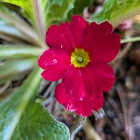 プリムラの画像