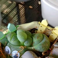 リトープス,多肉植物,塊根植物,ベランダの画像