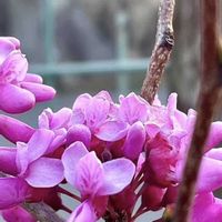 アザレア,ツルニチニチソウ,ハナズオウ,モッコウバラ,クモマグサの画像