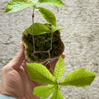 コナラ,コナラ,盆栽,実生,小品盆栽の画像