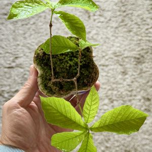 コナラ,コナラ,盆栽,実生,小品盆栽の画像