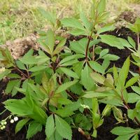 アジサイ,スズラン,フジバカマ,アジサイ てまりてまり,八重咲きシュウメイギクの画像