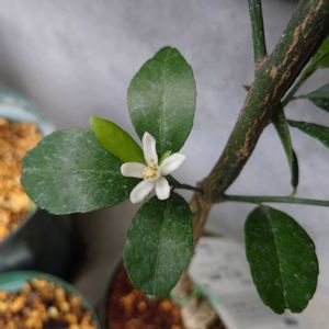 アーモンド,みかん,種まき,軒下,プランター栽培の画像