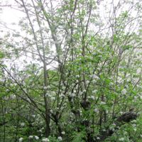 アセビ,サクラ,ヒイラギ,リンゴ,寄り道散歩の画像