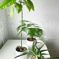アボカド,アスパラガス・プルモーサス・ナナス,サンスベリア パテンス,観葉植物,キキ　アボカドの画像